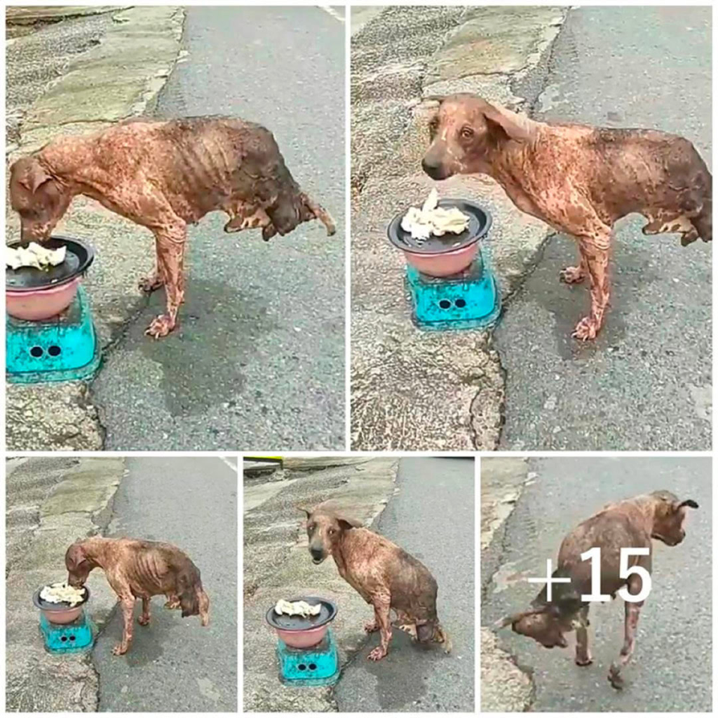 Defying all odds, a resilient two-legged stray dog struggles to survive, clinging to hope as rescue remains just out of reach-pvth