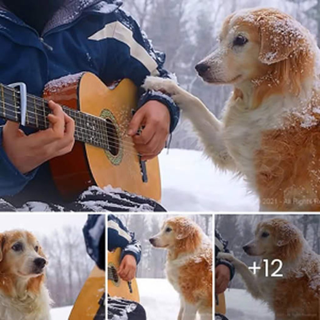 A guitarist’s soulful performance of Coldplay’s Paradise, accompanied by his faithful dog, touches the hearts of everyone in the audience . -dtht
