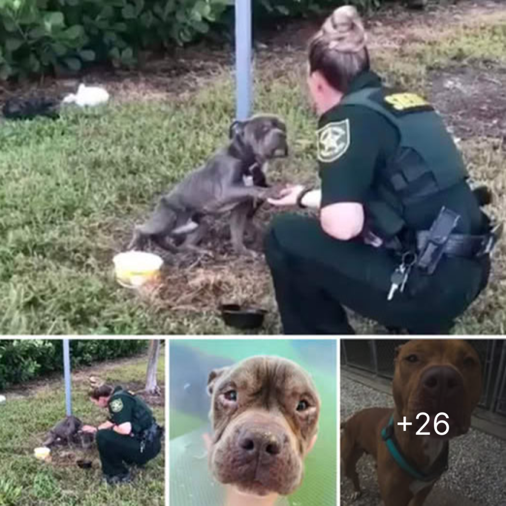 Tied to a pole, a shivering dog reaches out its paw to the approaching police officer, longing for the rescue it has been desperately waiting for.dvh