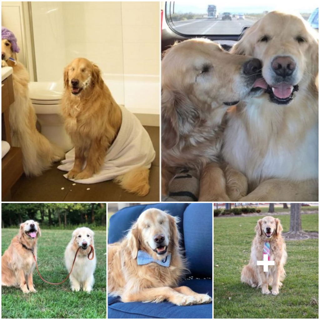 A Blind Golden Retriever and His Loyal Guide Dog Are Warming Hearts Everywhere-pvth