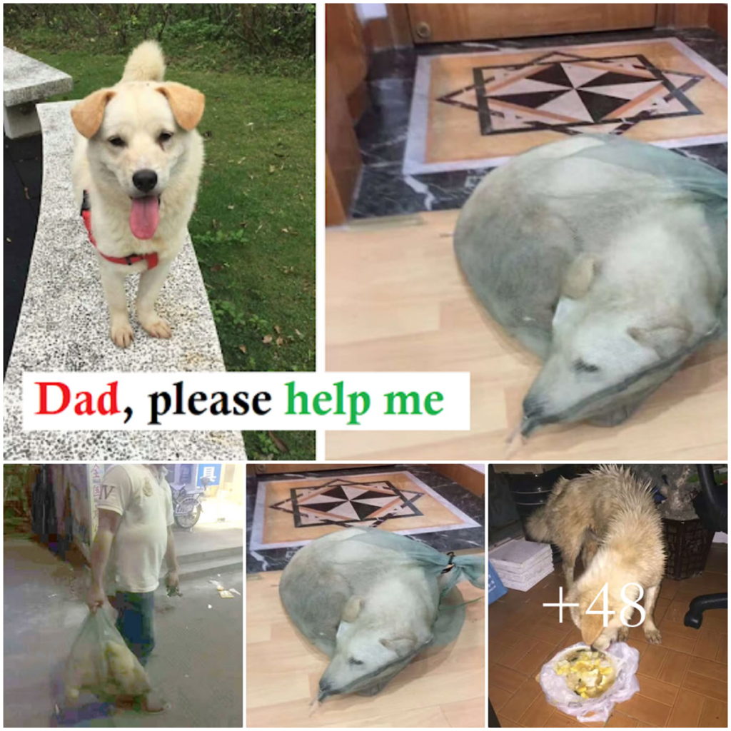 A Compassionate Man Spots a Dog Destined for the Meat Market and Refuses to Walk Away-pvth