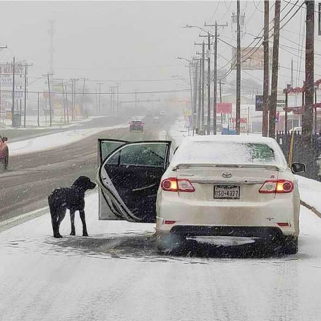 A Compassionate Woman Rescues a Stranded Dog on a Snowy Road. -dtht