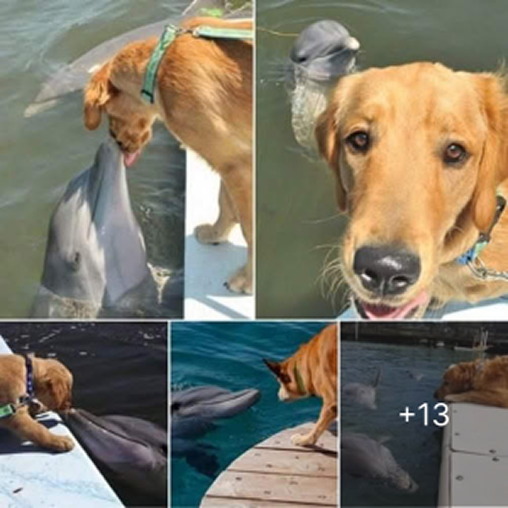 A Golden Retriever and a Dolphin Share a Sweet Kiss, Captivating Hearts Across the Internet. -dtht
