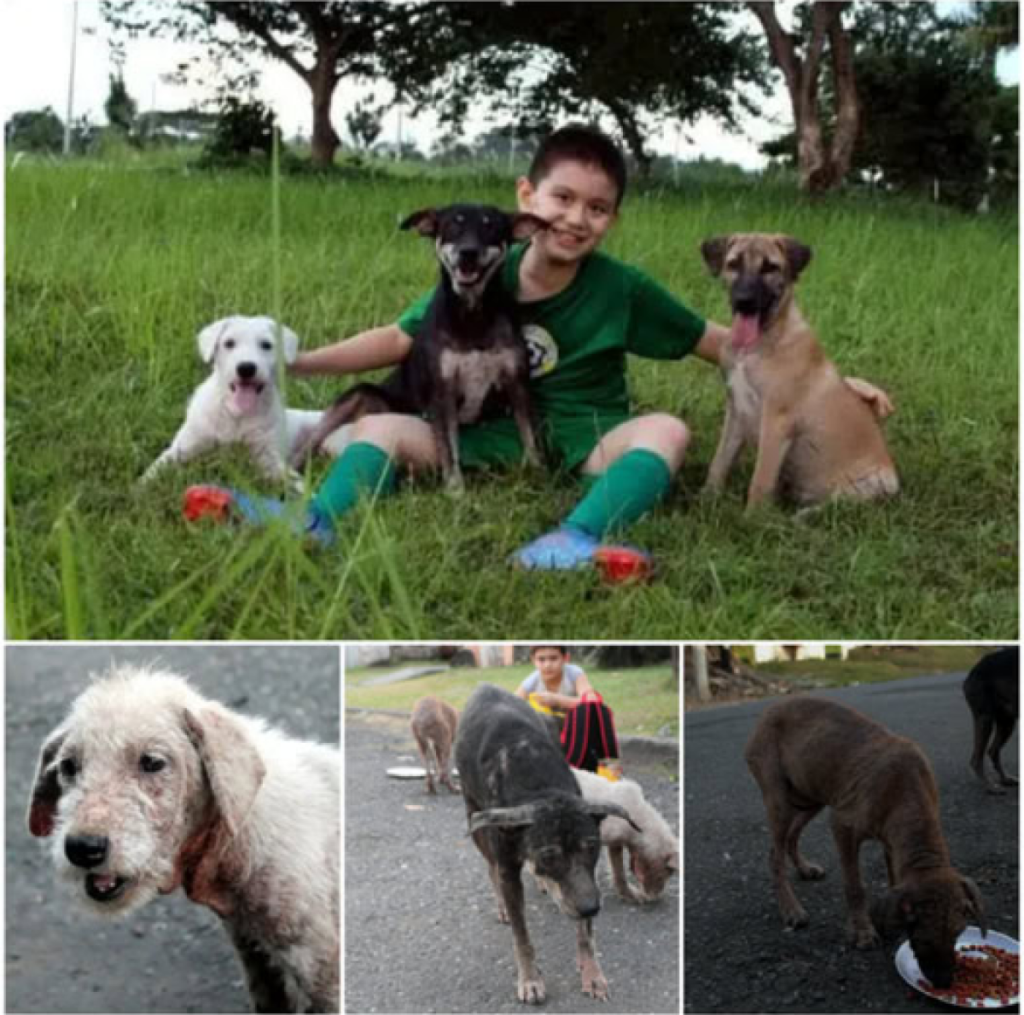 A Senior Dog Saved from a Life of Loneliness, Neglect, and Struggle on the Streets -ltbl