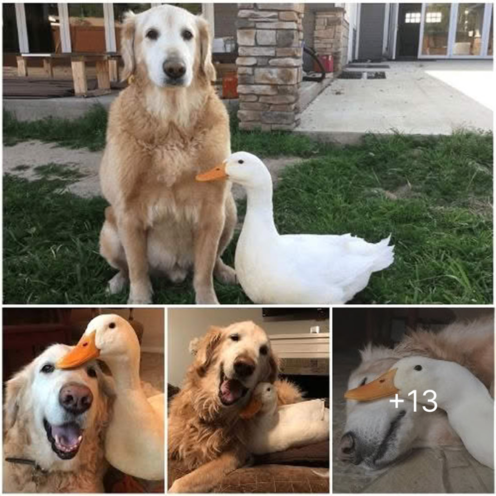 A beautiful friendship blossoms as a Labrador and a stray duck form an unbreakable bond, embodying the true meaning of love and warming hearts worldwide-pvth
