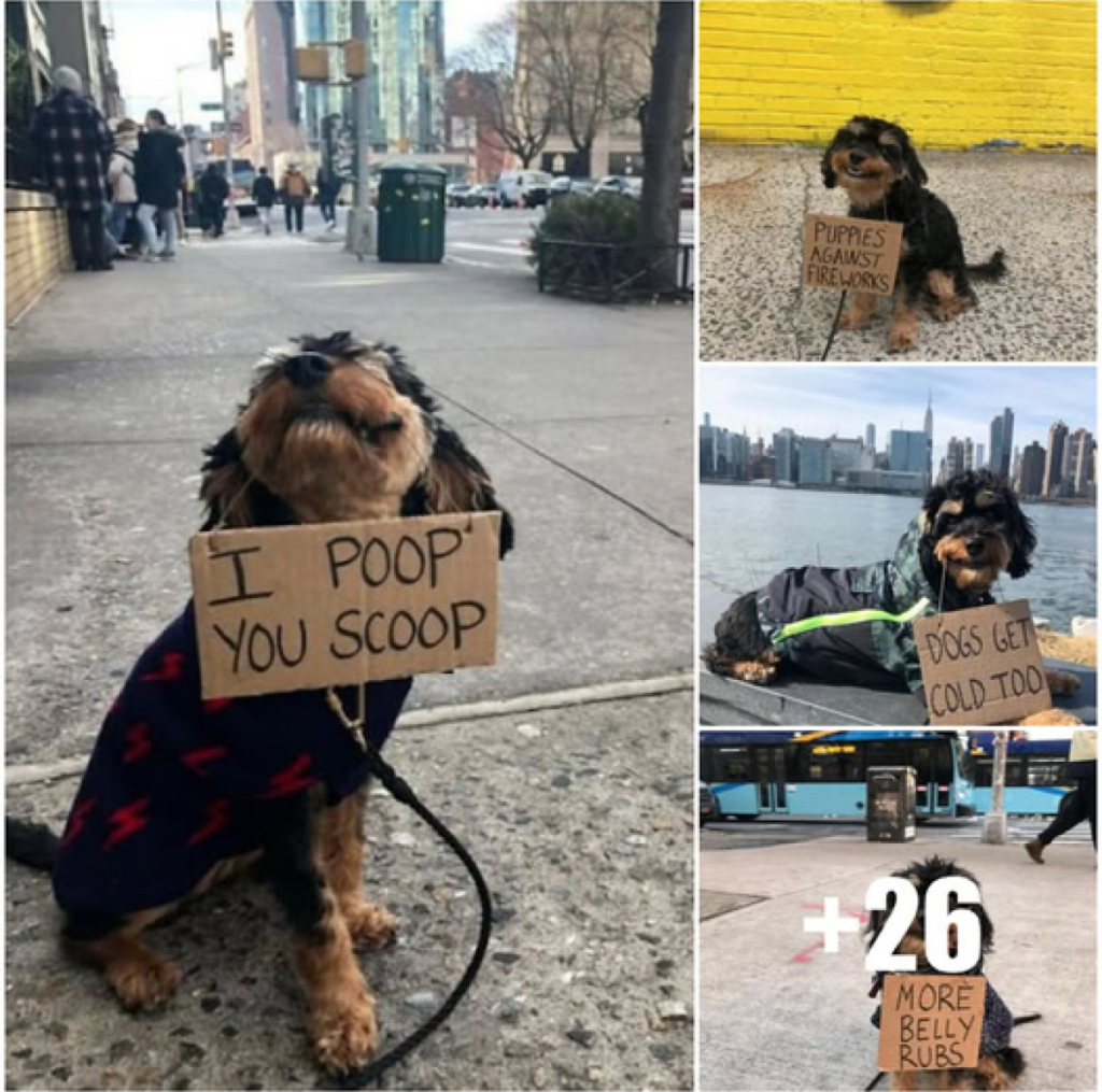 A beloved dog steps into the role of a teacher, imparting valuable lessons on responsible pet care to a caring and attentive audience -ltbl