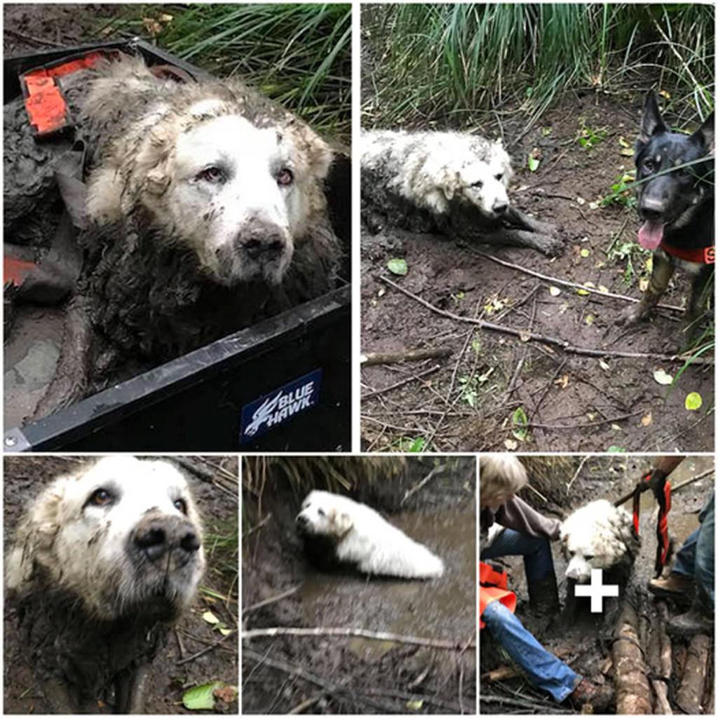 A brave rescue pup embarked on its first mission, successfully retrieving a family's missing dog trapped in mud for two days.dvh