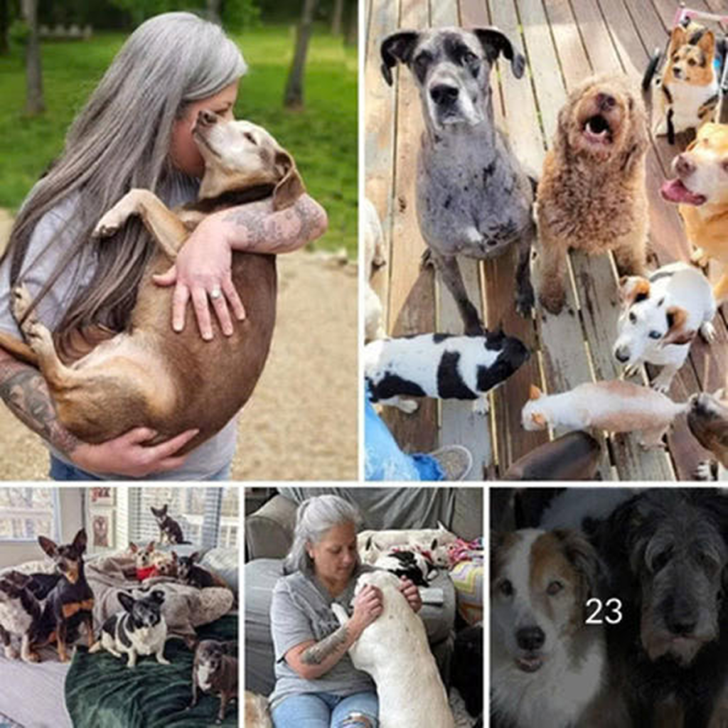 A compassionate woman turned her home into a hospice care center for elderly dogs in need, abandoned, or who had lost their owners. ‎-dtht