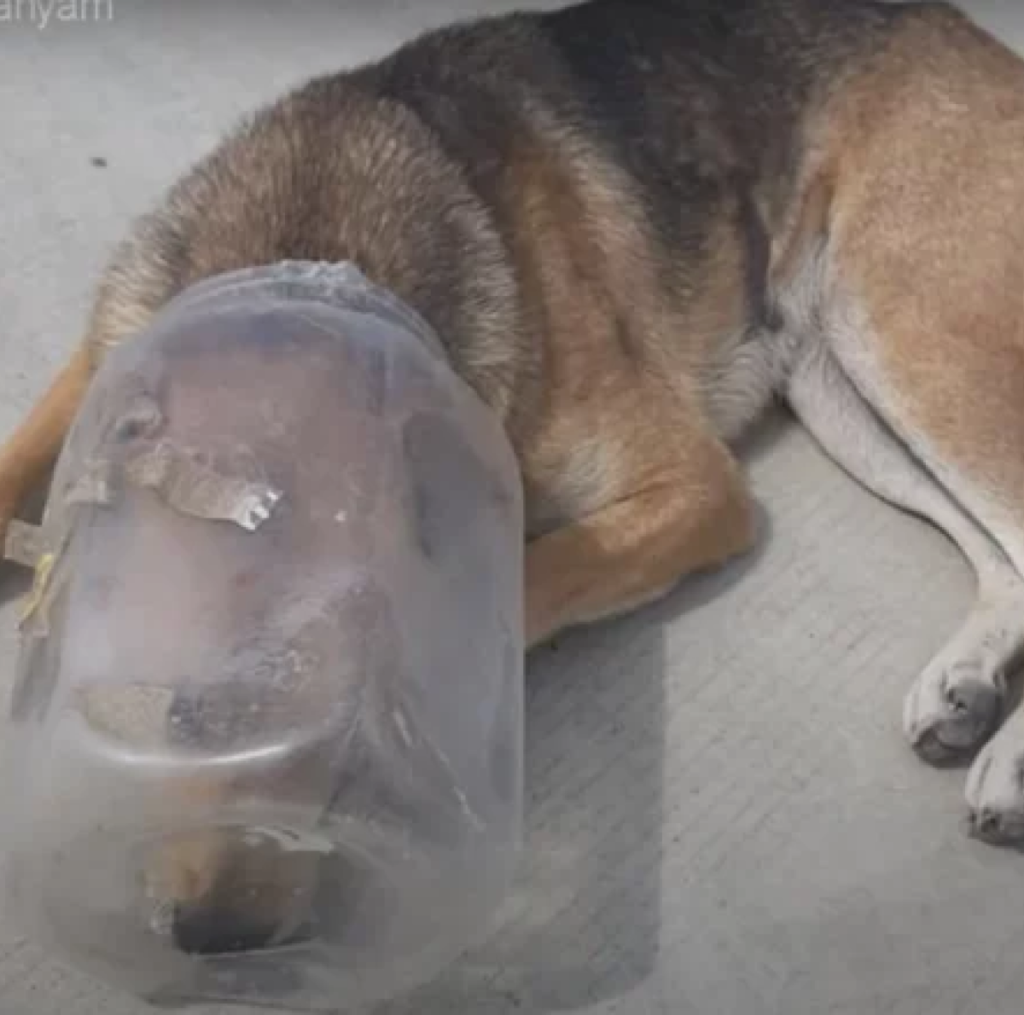 A completely exhausted dog, with a jar trapped on its head, collapsed while struggling to breathe -ltbl
