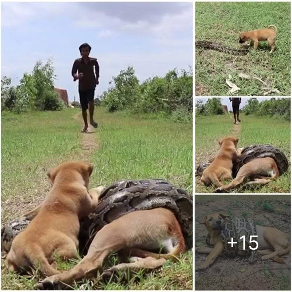 A courageous puppy cries out for help and battles to save its mother from a giant python's attack-pvth