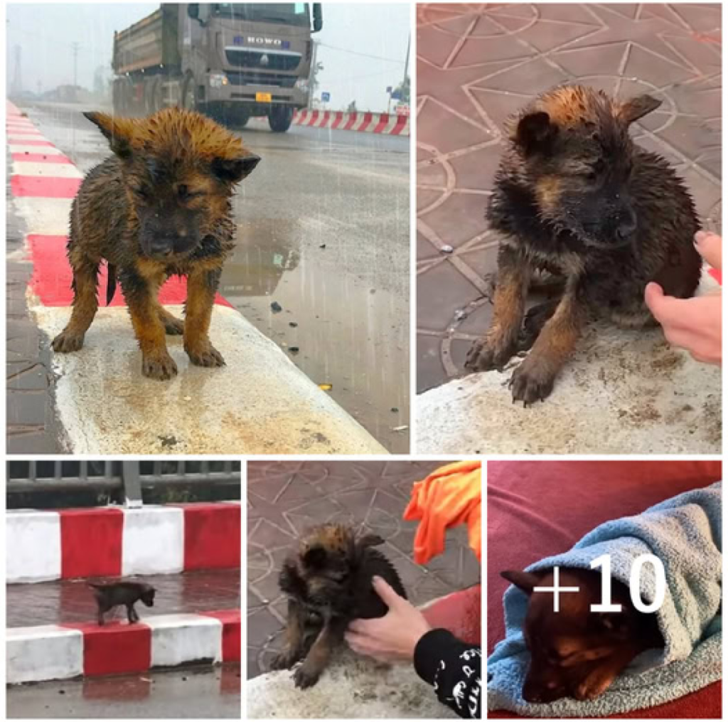 A defenseless puppy, left alone on the highway in the icy rain, trembles as it desperately hopes for someone to stop and provide warmth, safety, and a new chance at life -ltbl