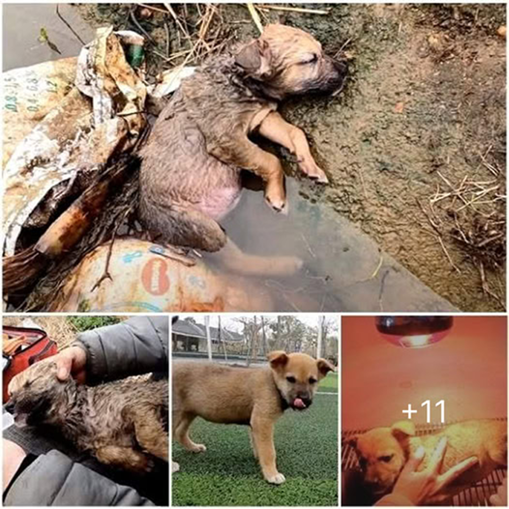 A defenseless puppy, stuck in a ditch, silently begs for kindness and urgent rescue. ‎-dtht