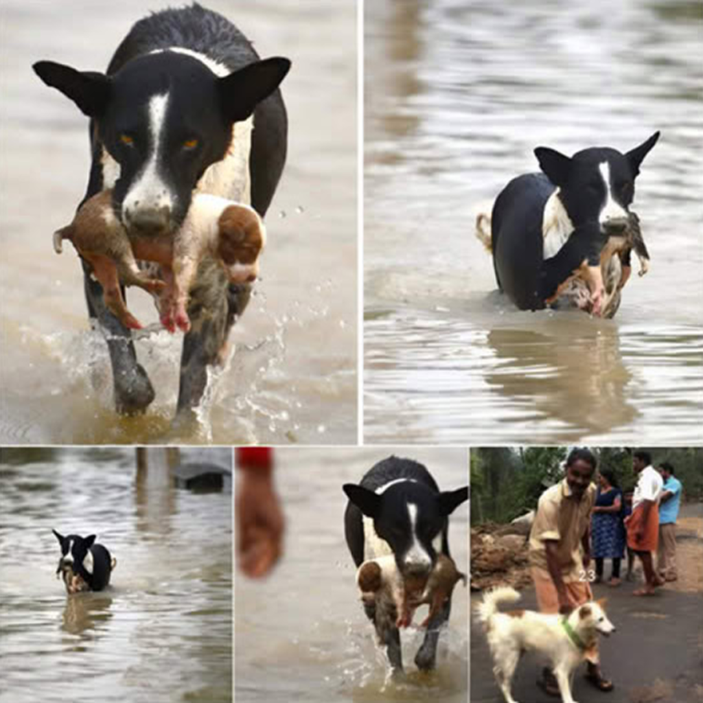 A dog that was once paralyzed, rescued from a river on the brink of hopelessness, now thrives thanks to the unwavering love and dedication of its devoted owner.dvh