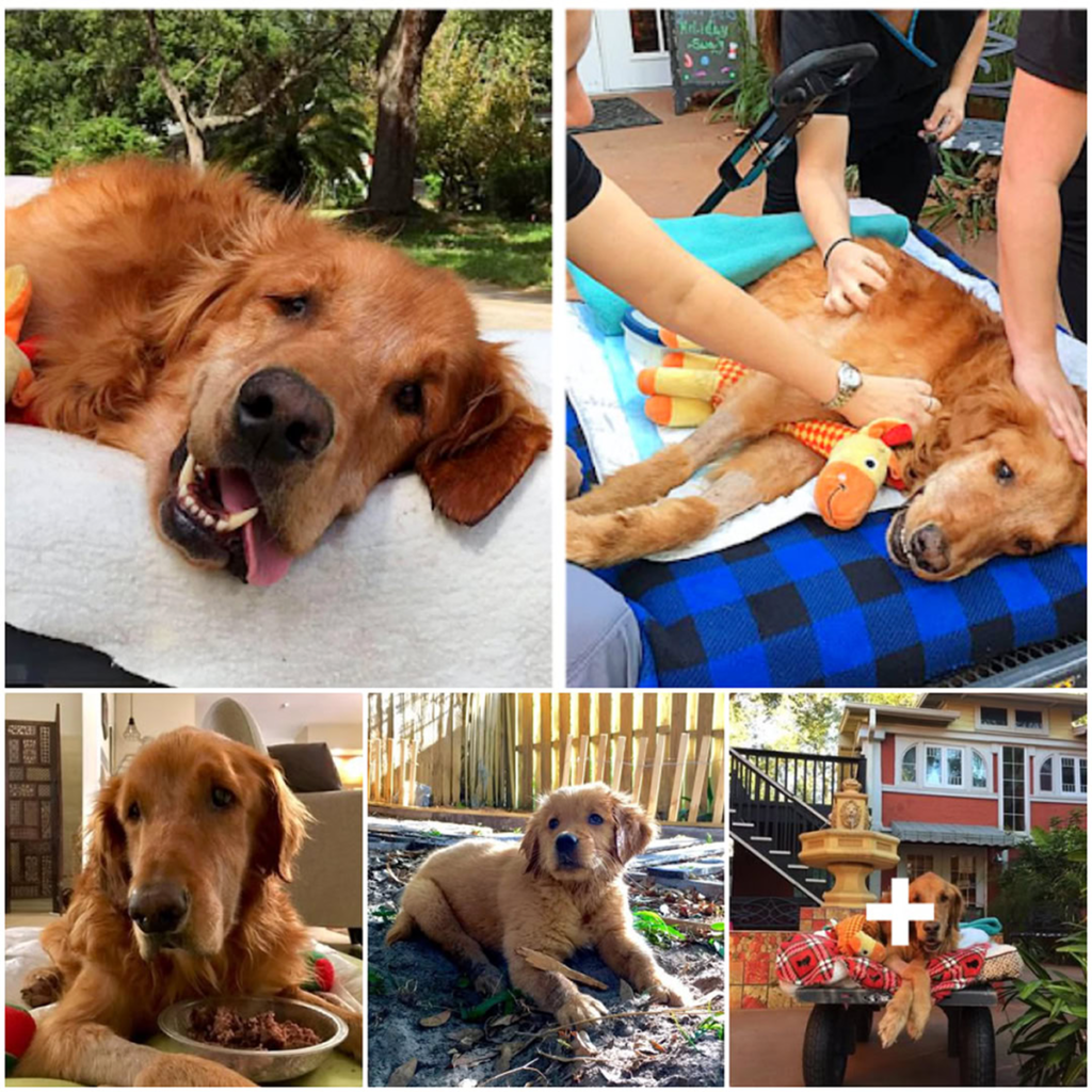 A dog too weak to sit takes one final ride around town—only to make a miraculous recovery-pvth