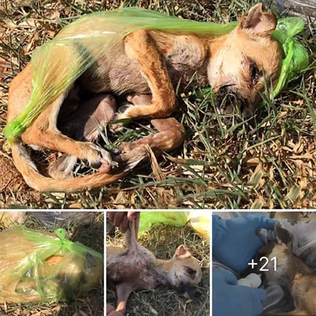 A dog with injured legs lies helpless in the middle of the road, unable to move-pvth