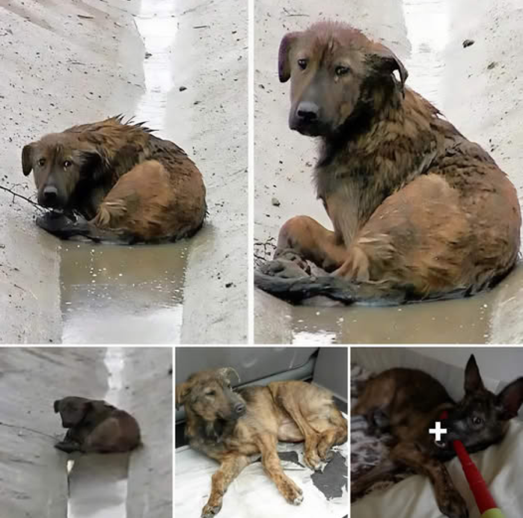 A dog with injured paws lies stranded in the middle of the highway, completely unable to move -ltbl