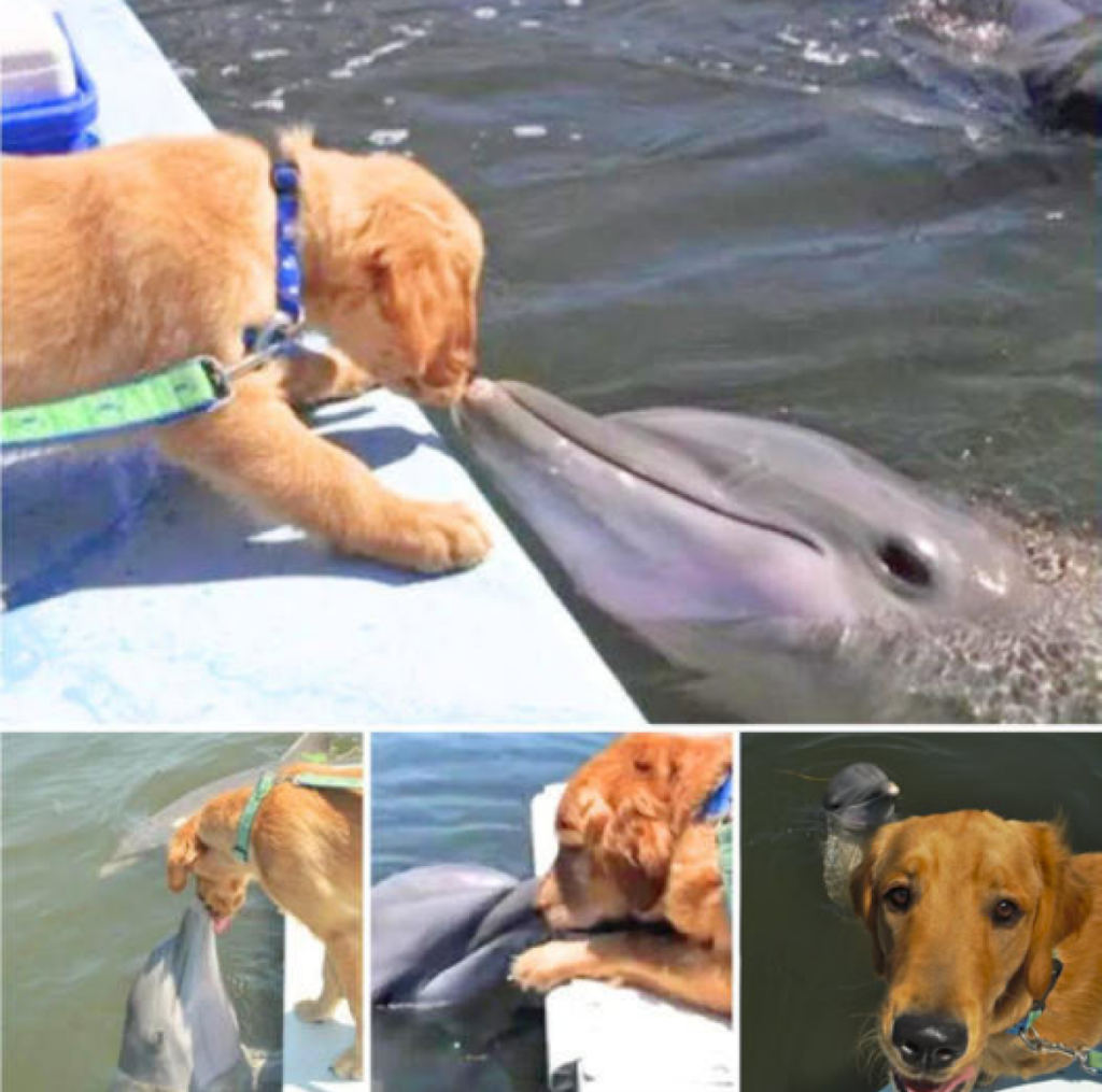 A dolphin lovingly leans in to receive a tender kiss from its golden retriever friend, creating a heartwarming moment that quickly wins over the internet -ltbl