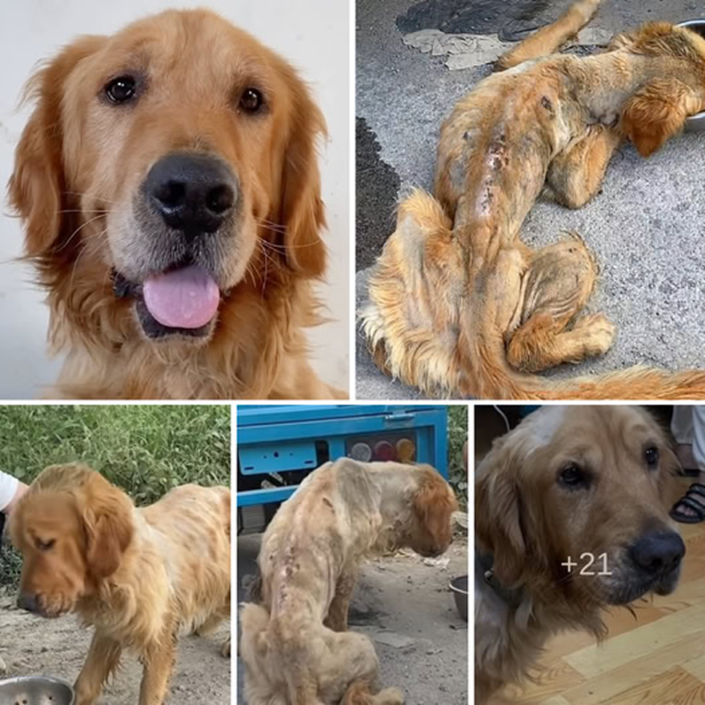 A dying stray Golden Retriever made a miraculous transformation after a life-saving rescue. ‎-dtht
