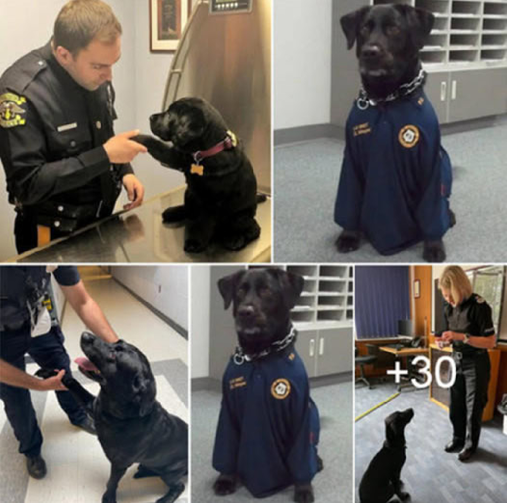 A forsaken dog captured a police officer’s heart with its sincere gestures and undeniable charm, ultimately finding a forever home with its new guardian.dvh