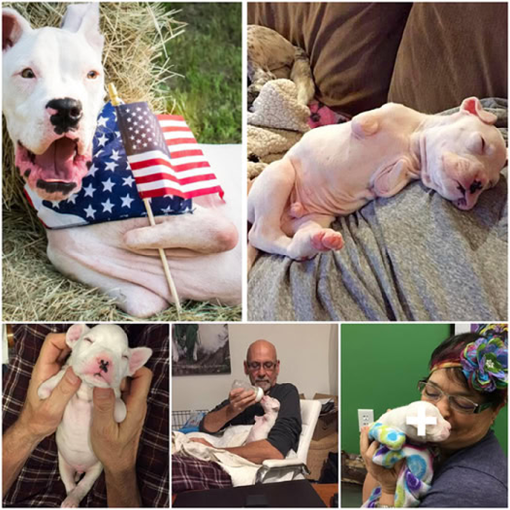 A foster dad refuses euthanasia for a three-legged puppy, giving him a second chance at life . -dtht