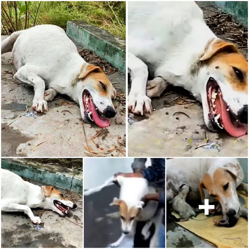 A frail and exhausted pregnant dog collapses on the roadside, her eyes filled with desperation as she waits for a helping hand-pvth