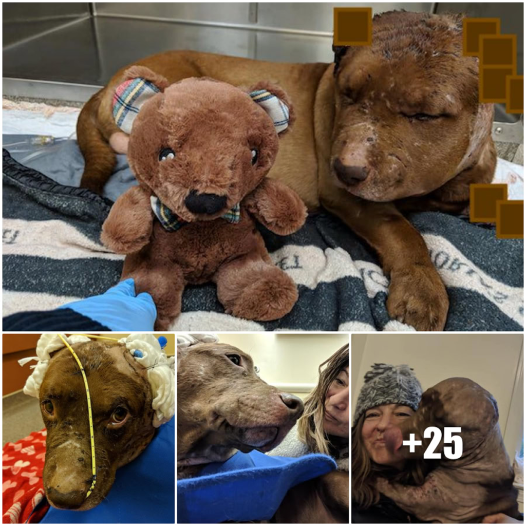 A frightened and wounded dog, left earless from past cruelty, longs for nothing more than love, cuddles, and a forever home-pvth