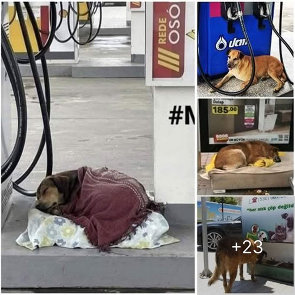 A gas station worker becomes an unexpected hero after rescuing a lost dog in the US.dvh