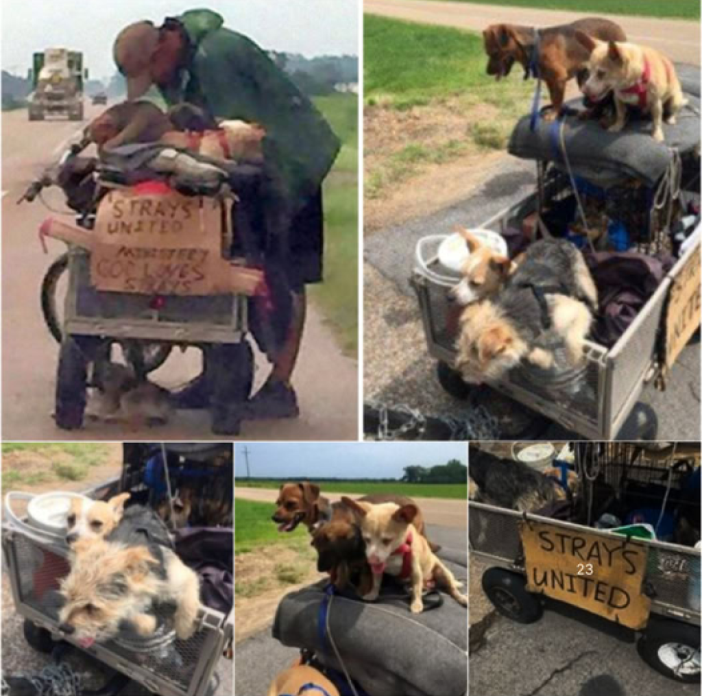A homeless man devotes his life to rescuing stray dogs, turning it into his mission to give them a home and proper care -ltbl