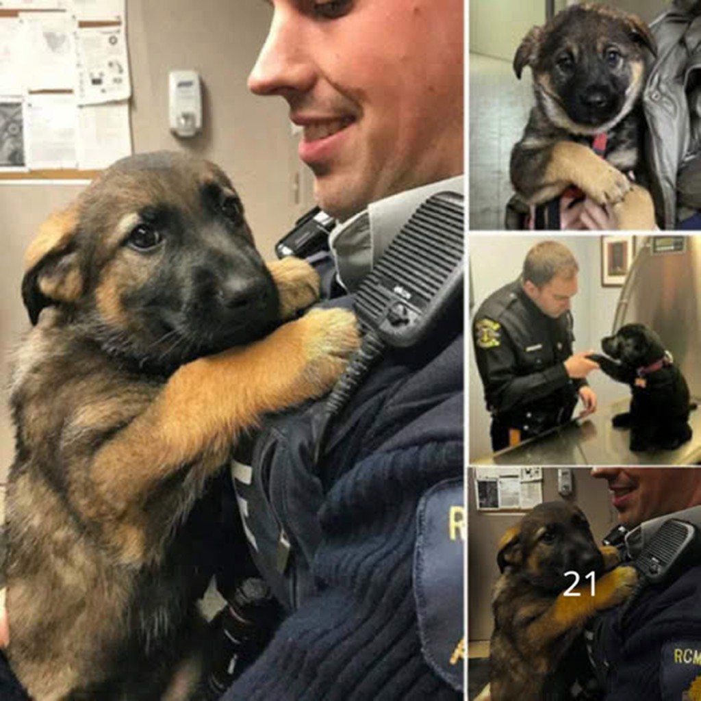 A homeless stray dog roams aimlessly through the city until it locks eyes with a kind-hearted police officer, its gaze filled with hope and an unspoken plea for a chance at love and a forever home.dvh