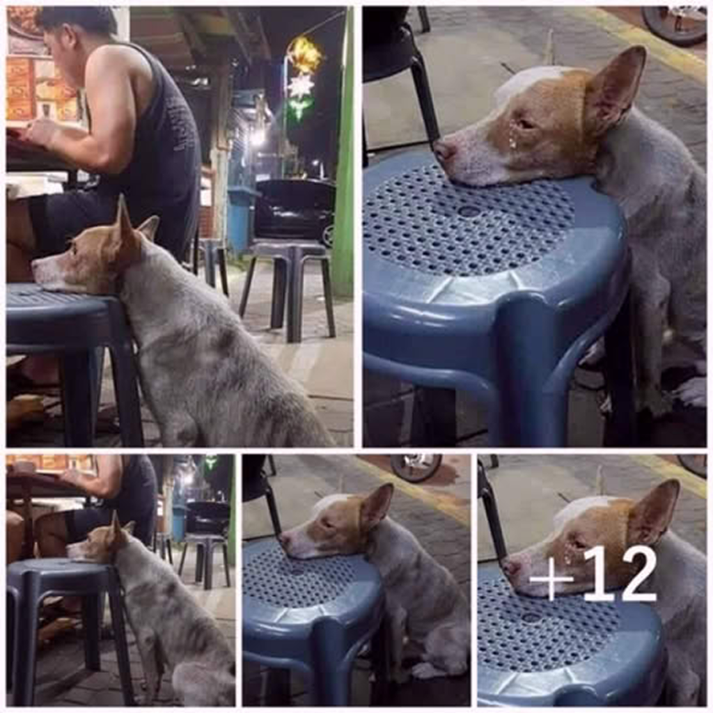A hungry dog rests its head on a chair in a restaurant, waiting for someone to offer it food.dvh