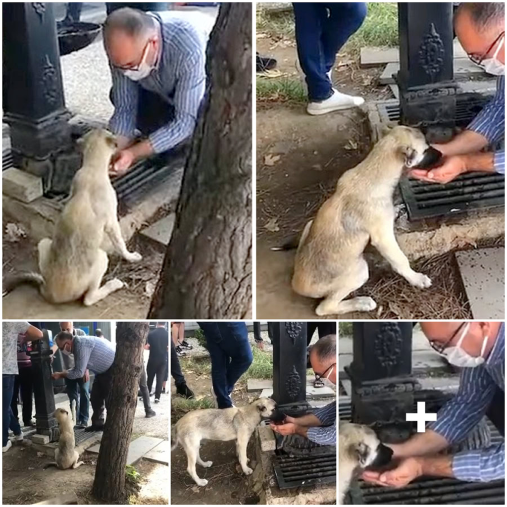 A kind man cupped water in his hands from a tap to help a thirsty stray dog drink, easing her thirst-pvth