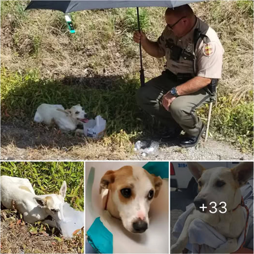 A kindhearted police officer rescues a wounded dog with a broken pelvis from a roadside ditch, giving it the care, comfort, and forever home it desperately needed-pvth