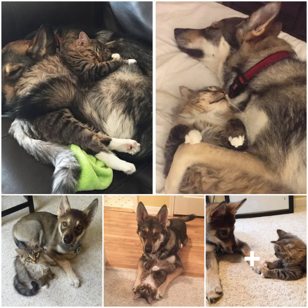 A lonely husky chooses a tiny kitten from the shelter, and their unexpected bond blossoms into an unbreakable friendship-pvth