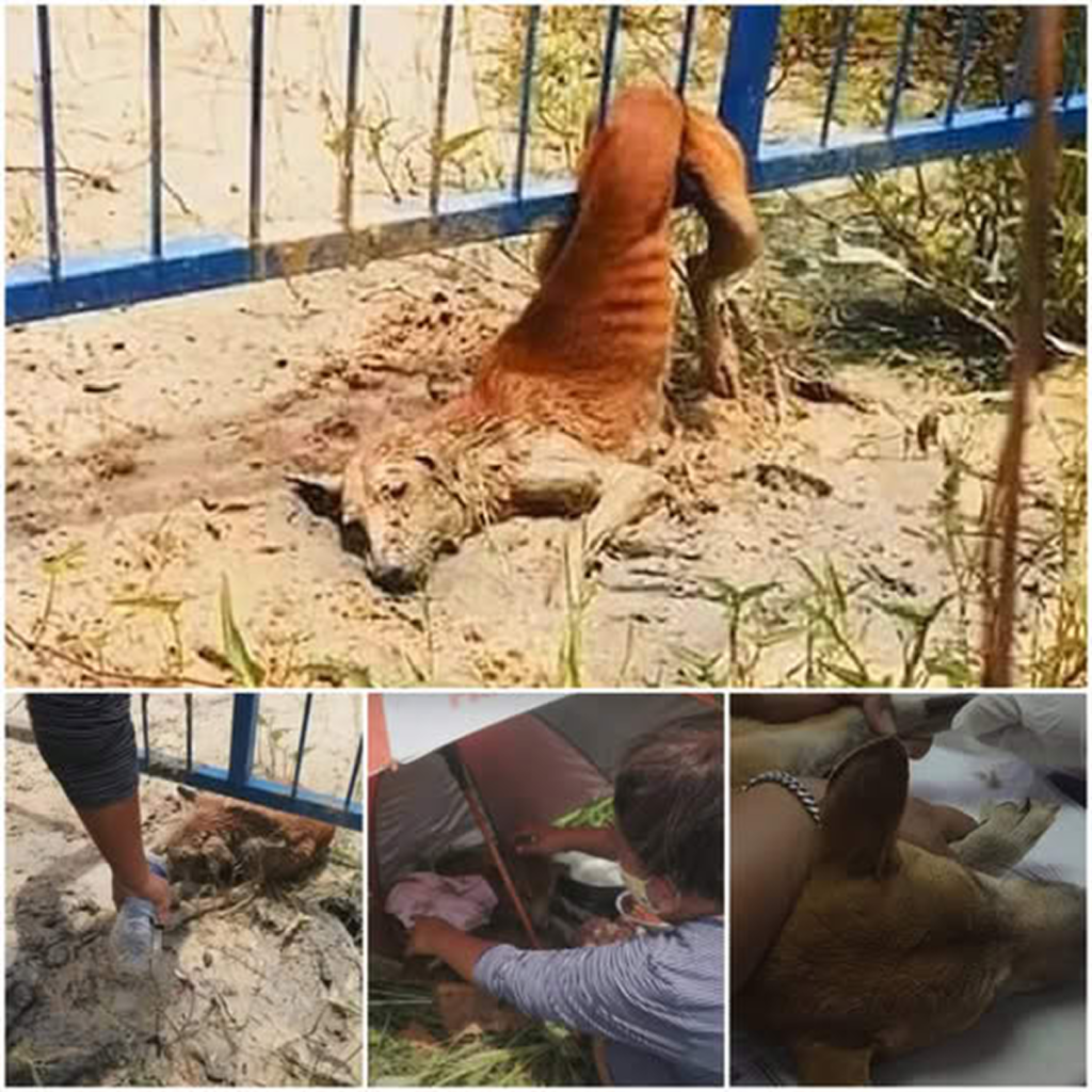 A neglected dog won a police officer’s heart with its sincere gestures and undeniable charm, ultimately finding a forever home with its new guardian.dvh