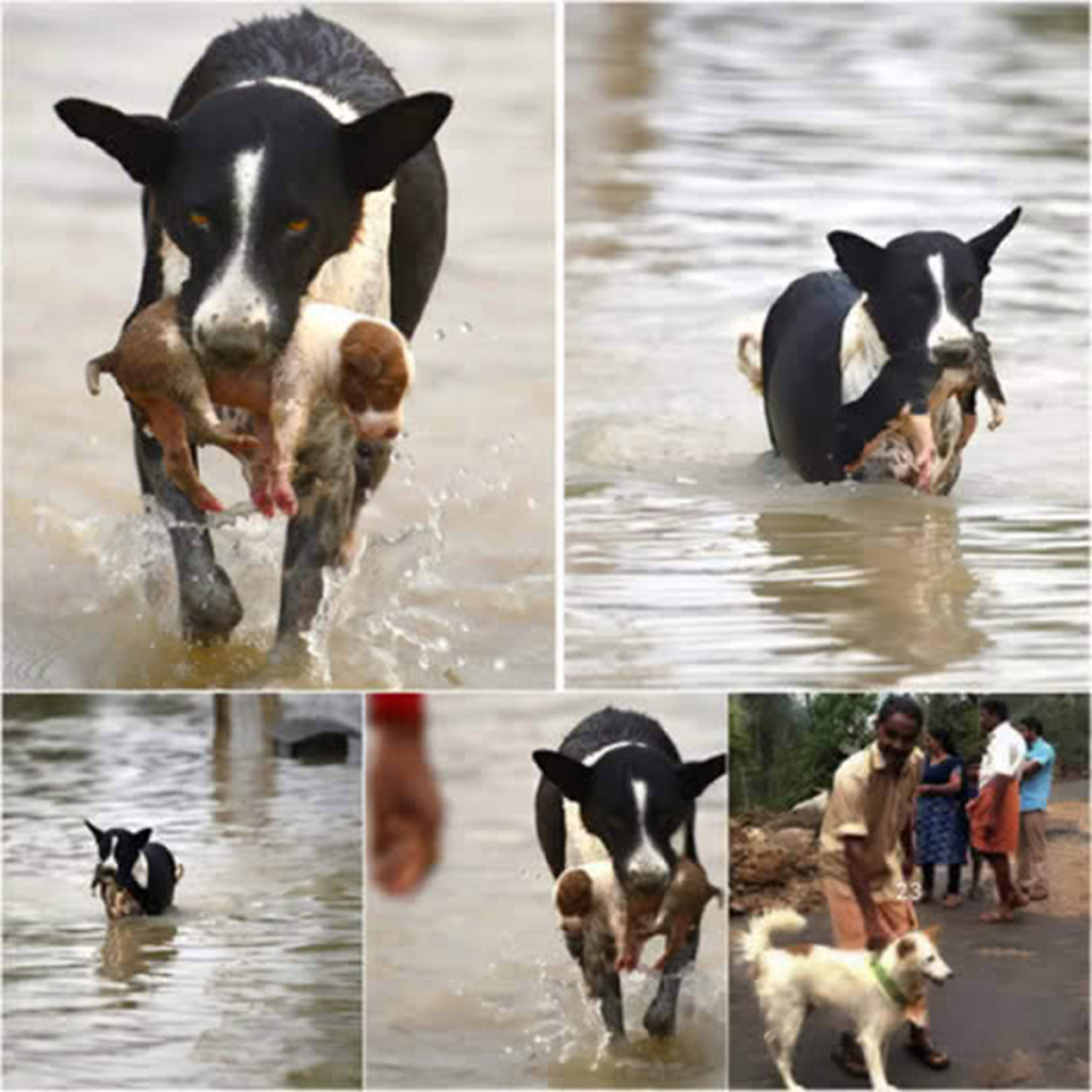A paralyzed dog, pulled from a river just in time, defies the odds and makes a miraculous recovery thanks to its devoted and loving owner .dvh