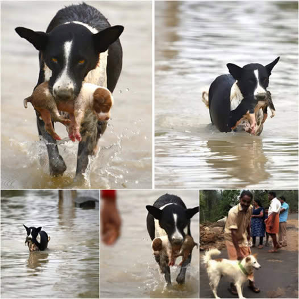 A paralyzed dog, rescued from a river just in time, makes an extraordinary recovery thanks to the unwavering love and dedication of its devoted owner.dvh