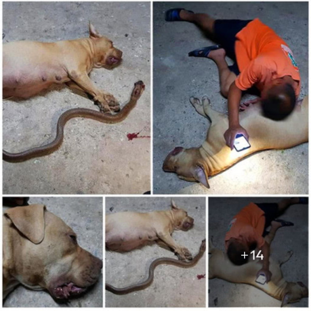A pregnant dog courageously endangers her own unborn dogs to shield her owner's son, displaying deep maternal instinct.dvh