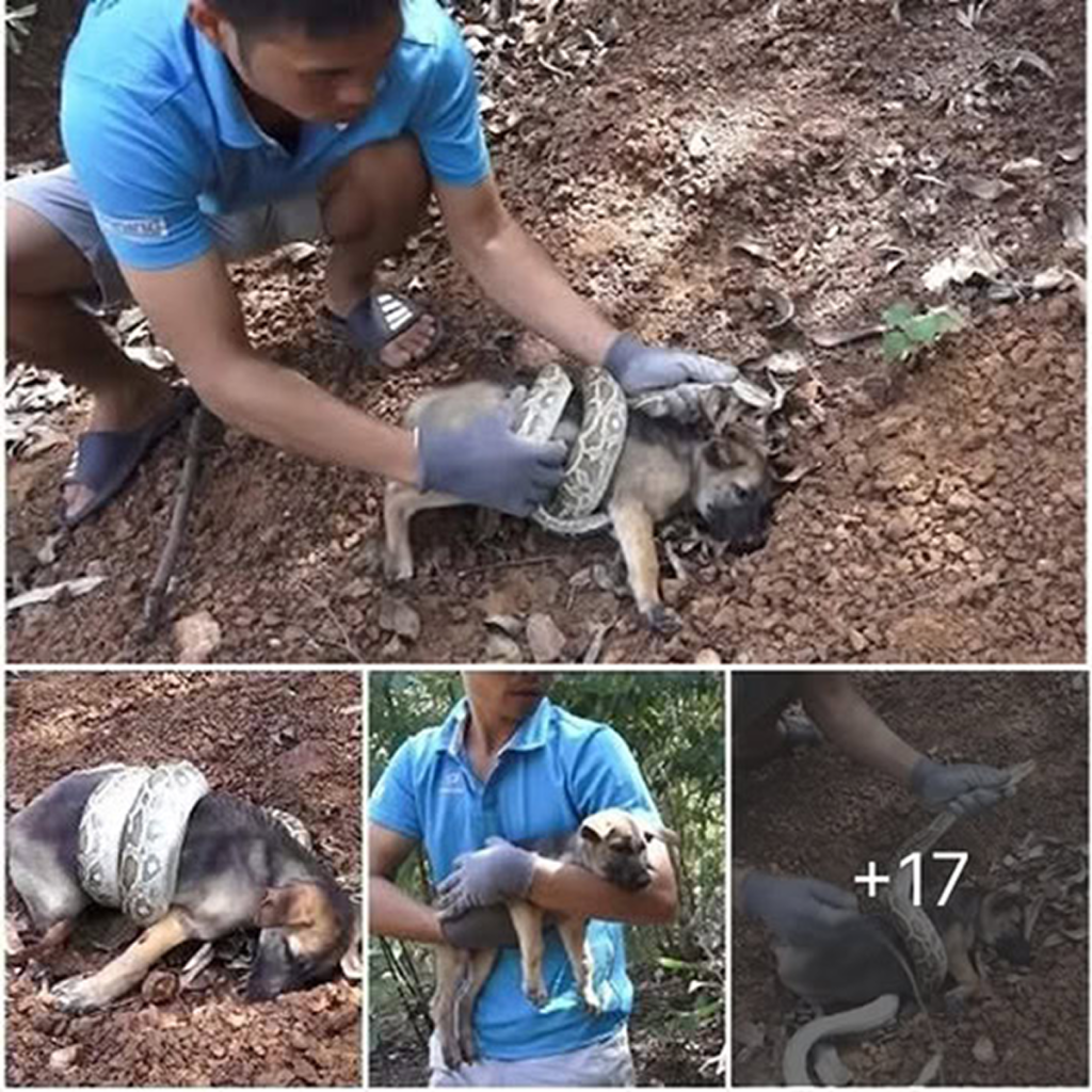 A puppy’s desperate cries for help against a snake spark a heroic rescue, uniting strangers in a powerful display of kindness and courage. ‎ -dtht