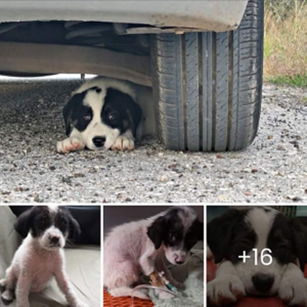 A ray of hope! A stray dog chases a car in search of rescue and finds a second chance that will change its life. -dtht