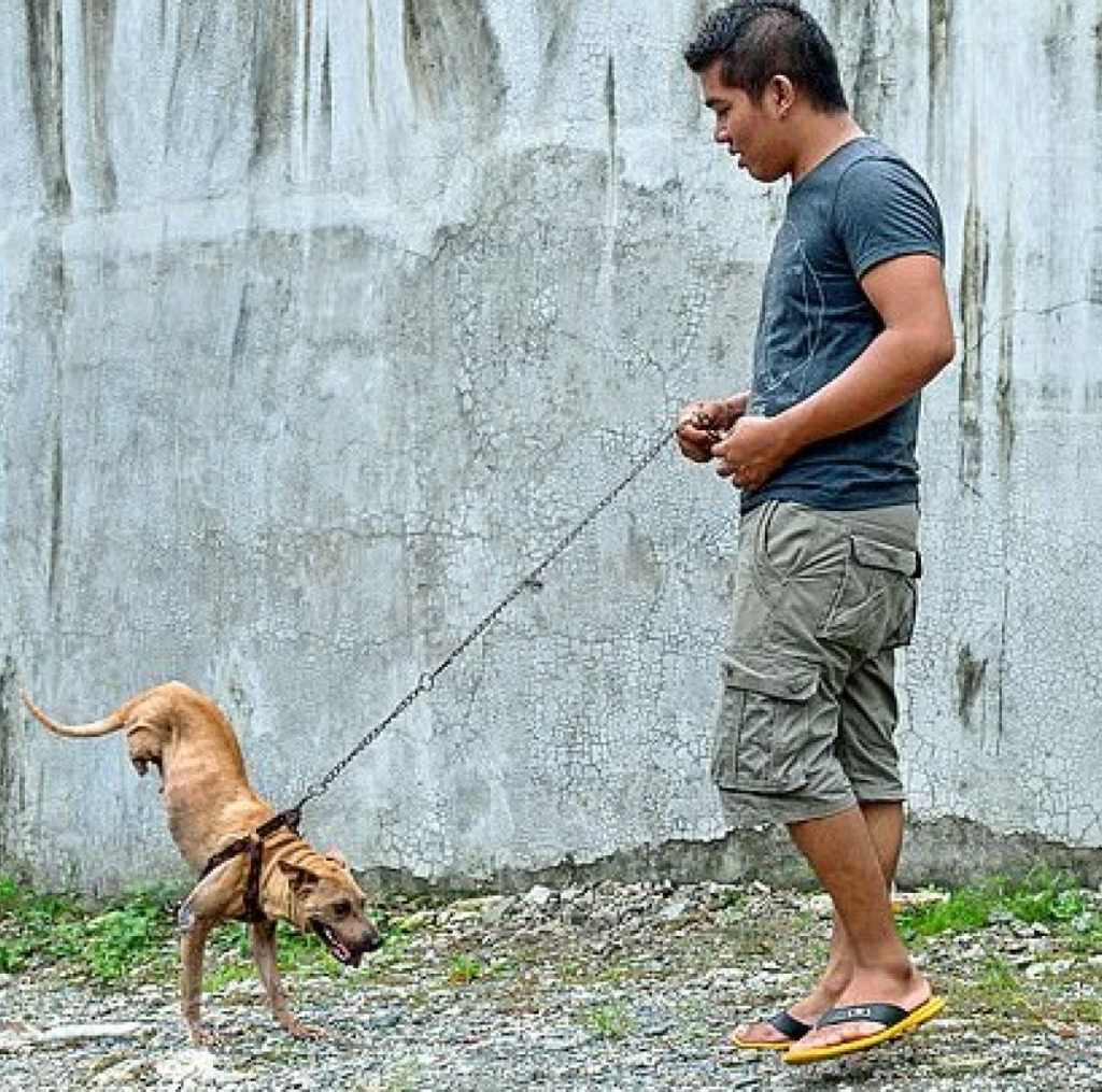 A remarkable dog, born without back legs, expertly balances on its front paws and joyfully runs toward its owner ‎-ltbl