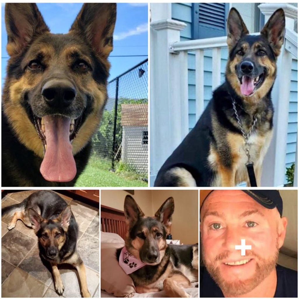 A rescued shelter dog turns hero by saving the life of the man who just gave her a second chance-pvth