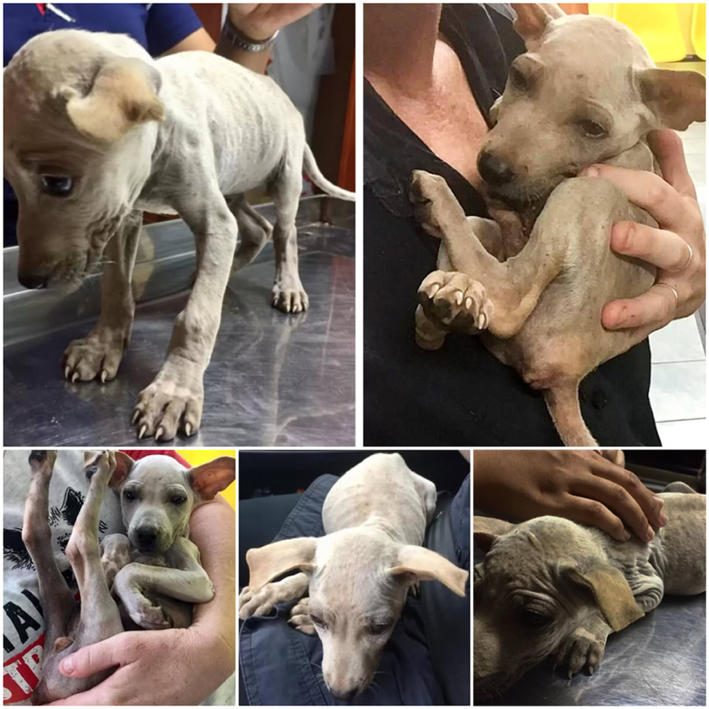 A scared and lonely stray puppy clings tightly to his rescuer, seeking comfort and warmth-pvth