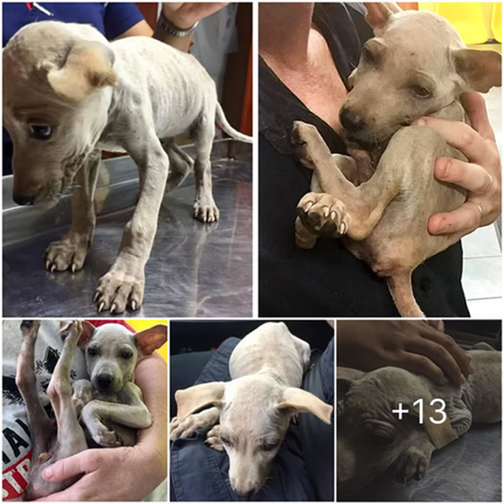A scared stray puppy, lost and alone, holds onto his rescuer tightly, seeking comfort and warmth. -dtht