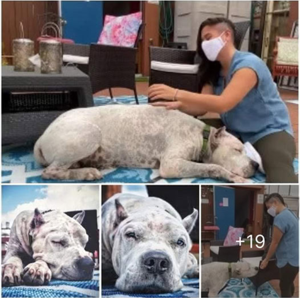 A single day at the police station transformed this stray dog's destiny—he was welcomed into a forever home by the officers who showed him kindness -ltbl -