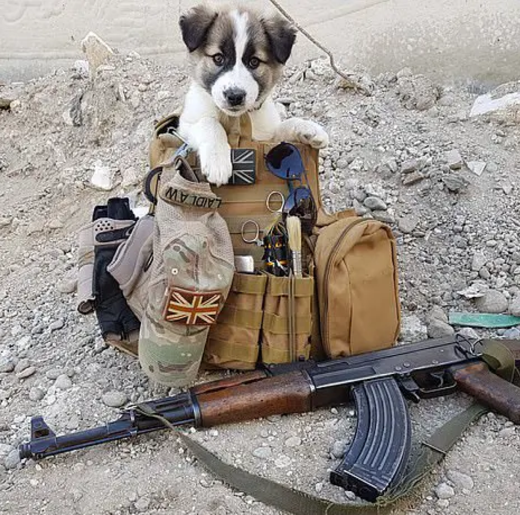 A soldier saves a stray dog from a war zone, offering it a life filled with love and safety -ltbl