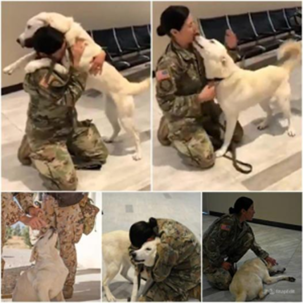 A soldier shares a heartwarming reunion with the dog she saved in Iraq, showcasing their enduring and unshakable bond! -dtht