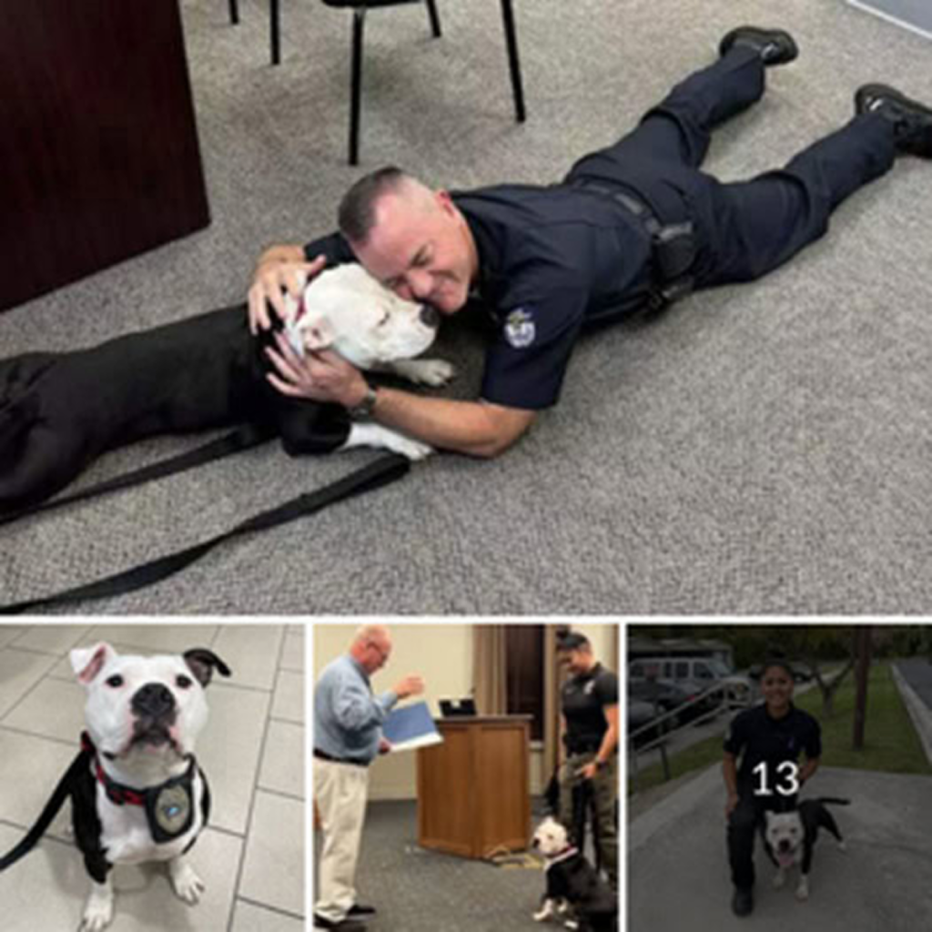 A stray dog made an unexpected visit to the police department, and after a day filled with love and care, he found a new family among the officers, who decided to give him a forever home. ‎-dtht