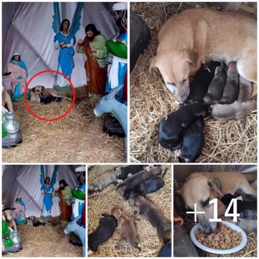 A stray dog sought refuge in a Christmas nativity scene, where she gave birth to seven beautiful puppies, surrounded by a symbol of hope and joy.dvh