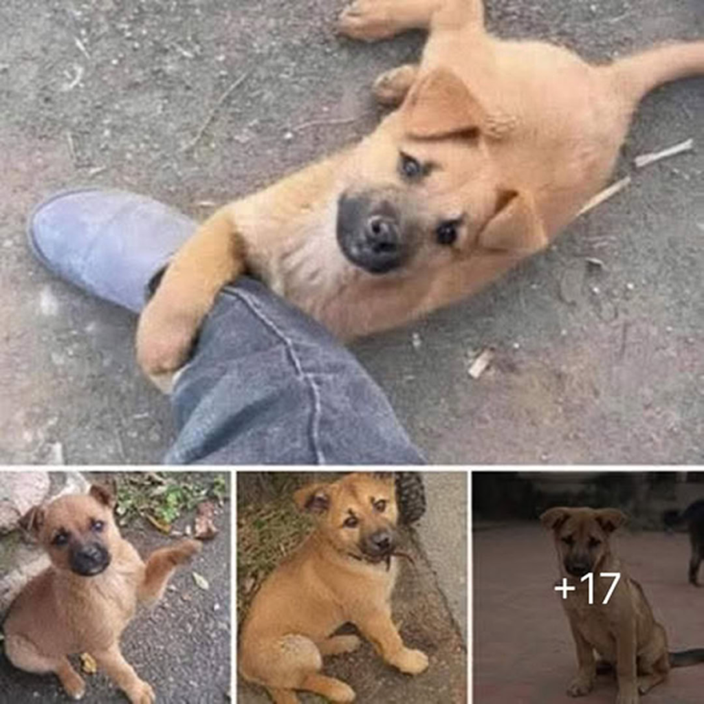 A stray dog's journey spreads a message of hope, inspiring kindness and compassion across the world-pvth