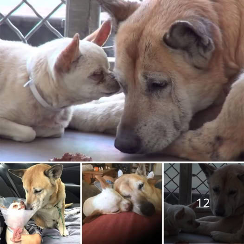 A tiny dog stays faithfully by her nearly blind brother’s side, protecting him and refusing to leave after they were abandoned at a shelter . -dtht